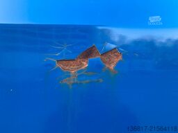 REISCH RHKS 35/24 SSL Stahl Kippmulde Segmentmulde 26m³