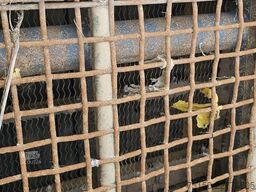  Siebanlage Rubble Master RM HS3500M
