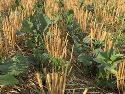 Amazone Condor 15001-C