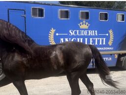 Michelin Trasporto cavalli