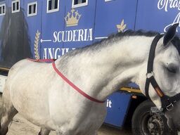 Michelin Trasporto cavalli