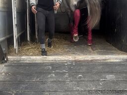 Michelin Trasporto cavalli