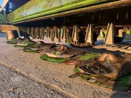 Krone Easy Cut 9140CV und Easy 32Cut CVF inkl. Schwadzusammenführung