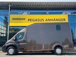 PEUGEOT Boxer 2 Pferdetransporter 3,5t.
