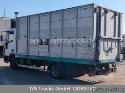 IVECO ML 1Q Viehtransporter 1 Stock