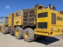 Ropa TIGER V8-3 beet harvester / 6000 MTH
