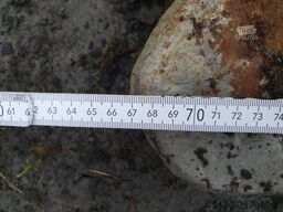  Betonschere Pulverisierer / Multiprozessor / CW20