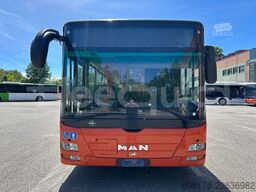 Man Lion's City