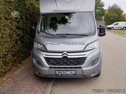 Citroen Jumper Pferdetransporter Hengst