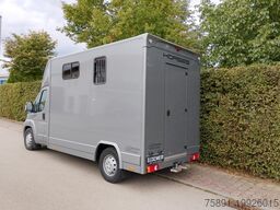 Citroen Jumper Pferdetransporter Hengst