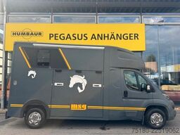 PEUGEOT Boxer MSG 2 Pferdetransporter 16.000 km 3,5t.