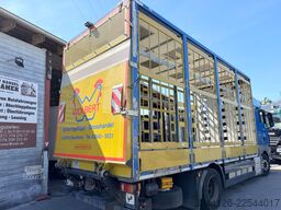 MAN TGX 26.400 Hühnerwagen/Palfinger2T/Motorschaden