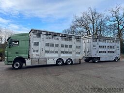 DAF XF 480 Pezzaioli combi Livestock 1/2/3 stock Type2