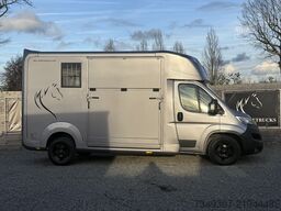 OPEL MOVANO PAARDENWAGEN | HORSETRUCK | STX AKX | ST...