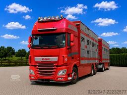 DAF XF 530 Super Space + Pezzaioli Livestock Trailer | Cattle Pigs