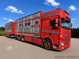 DAF XF 530 Super Space + Pezzaioli Livestock Trailer | Cattle Pigs
