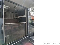 Renault Master 1-2 Pferde Hengsttrennung