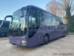Man Lion's Coach