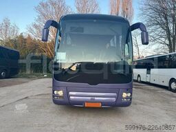 Man Lion's Coach
