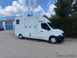 Renault Master Hengst Pferdetransporter