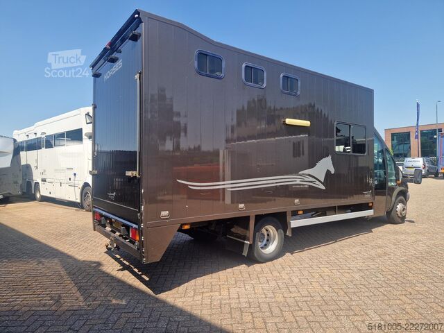 Paarden transport Iveco 65C Automaat paardenwagen C1 rijbewijs 2 paarde...