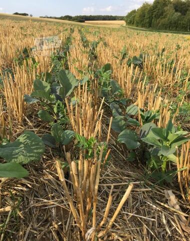 Semoir Amazone Condor 15001-C