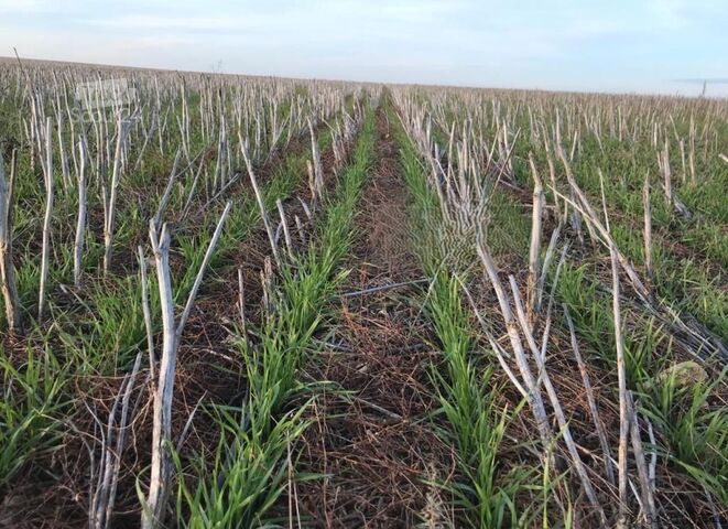 Semoir Amazone Condor 15001-C