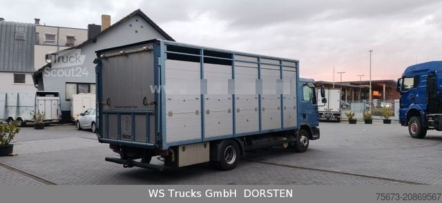 Transporteur de bétail MAN TGL 10.210 1 Stock Viehtransporter