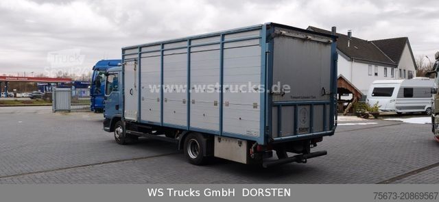Transporteur de bétail MAN TGL 10.210 1 Stock Viehtransporter