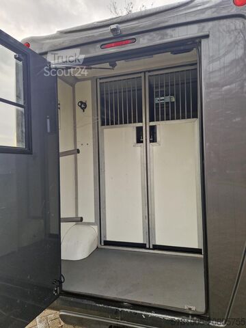 Pferdetransport Renault Master Occasion paardenwagen automaat hengsten ...