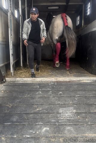 Sattelanhänger für Vieh Michelin Trasporto cavalli