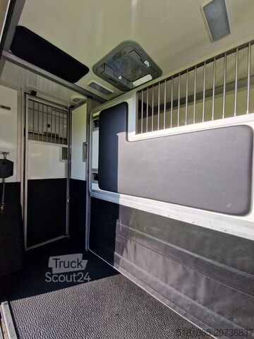 Transport av hästar Renault Master Occasion hengsten uitvoering paardenwage...