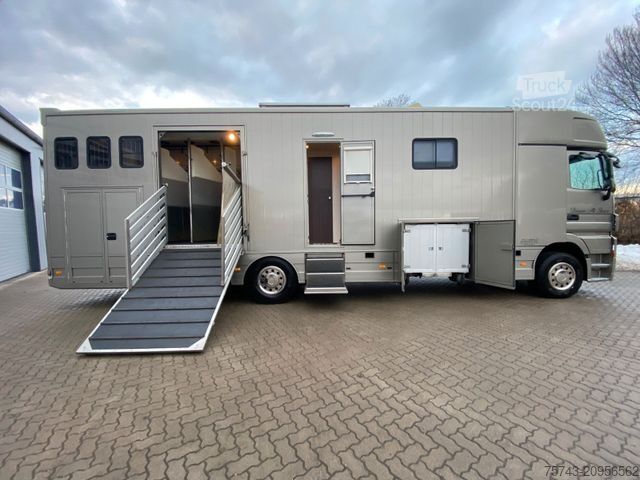 Boskapsbil MERCEDES-BENZ Actros 2644 5 Pferde  Pop-Out, Pop-Up