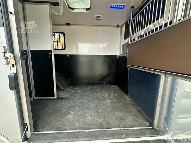 Prevoznik stoke Ford Transit 1-2 Pferde Hengsttrennung