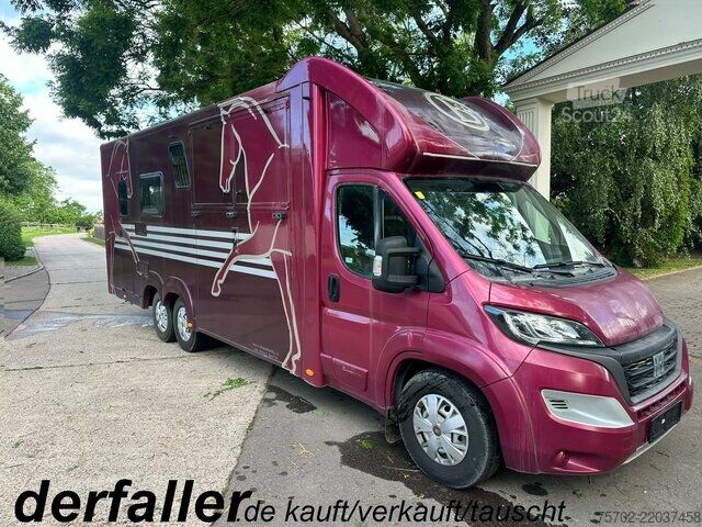 Furgon Fiat Ducato Bloomfields 1-2 Pferde Wohnung