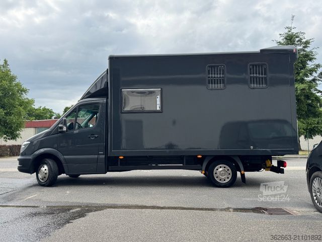Kvægetransportør MERCEDES-BENZ Sprinter 3L V6,2-Pferdetransporter m.kl. Wohnung