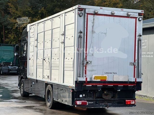 Viehtransporter LKW DAF XF 530 4x2 Finkl 2.Stock Viehaufbau