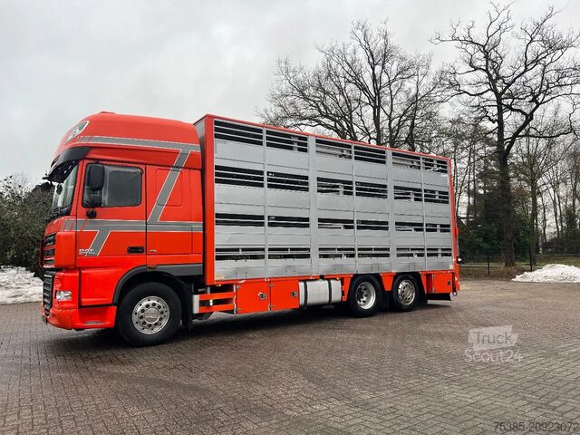 Transport de bovine DAF XF 105 Berdex 1/2/3/4 livestock veewagen type2
