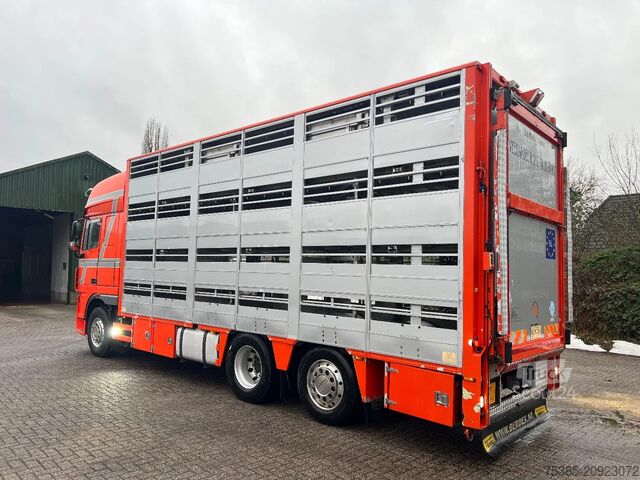 Transport de bovine DAF XF 105 Berdex 1/2/3/4 livestock veewagen type2