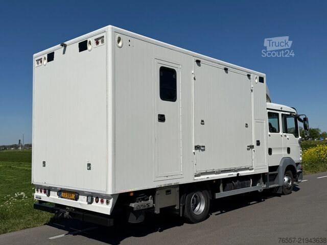 MAN TGL 12.180 TGL 12.180 SAMOCHÓD DO TRANSPORTU KONI. MAN TGL 12.180 TGL 12.180 PAARDENWAGEN.