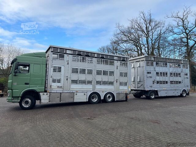 Cattle transport DAF XF 480 Pezzaioli combi Livestock 1/2/3 stock Type2