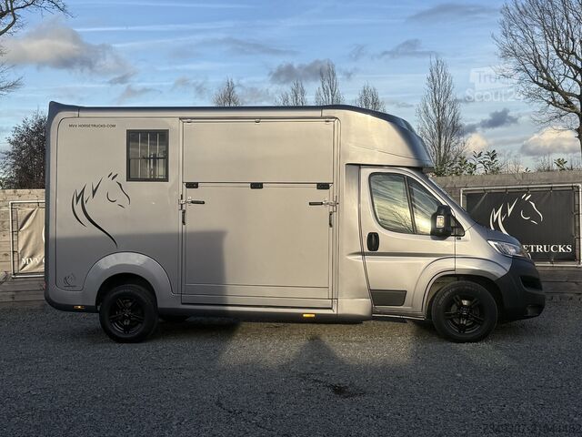 Transport de chevaux OPEL MOVANO PAARDENWAGEN | HORSETRUCK | STX AKX | ST...