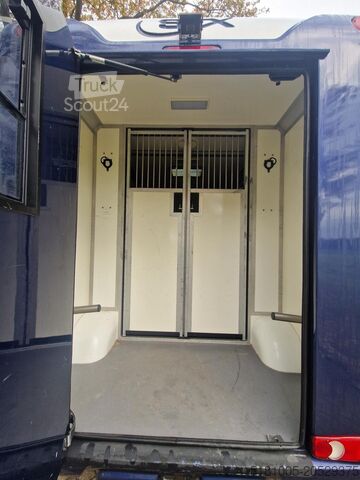 Horse transportation Renault Master STX automaat paardenwagen voorzien van e...