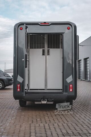 Hevostenkuljetusauto BERTON SINGLE CABIN RENAULT MASTER STALLION LAYOUT